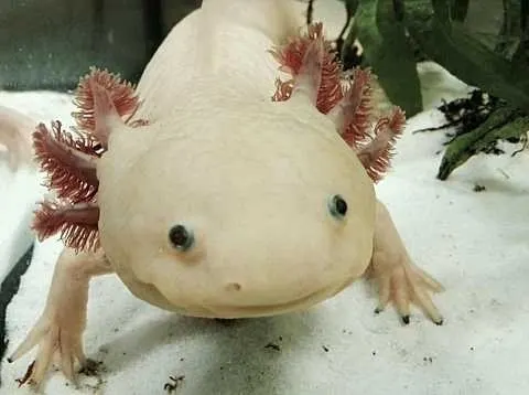 A leucistic axolotl (Ambystoma mexicanum) in water