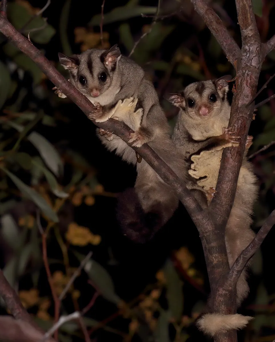 A sugar glider (Petaurus breviceps) gripping a branch